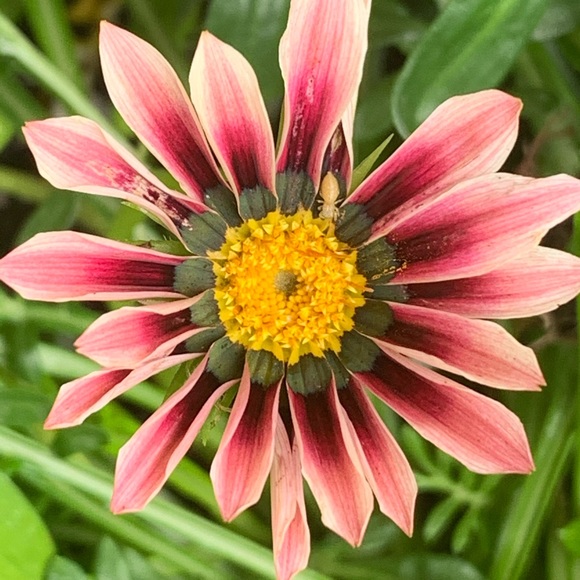 ๐บ๐ธMy Garden๐บ๐ธMy Babies๐บ๐ธ - Picture 3 of 16